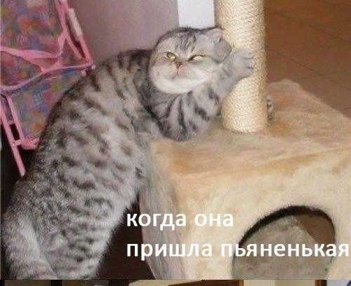 Женщины - они как кошки № 2