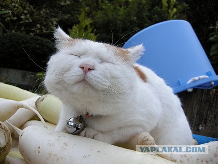 Котэ всё равно