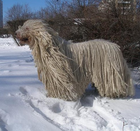 Собакены