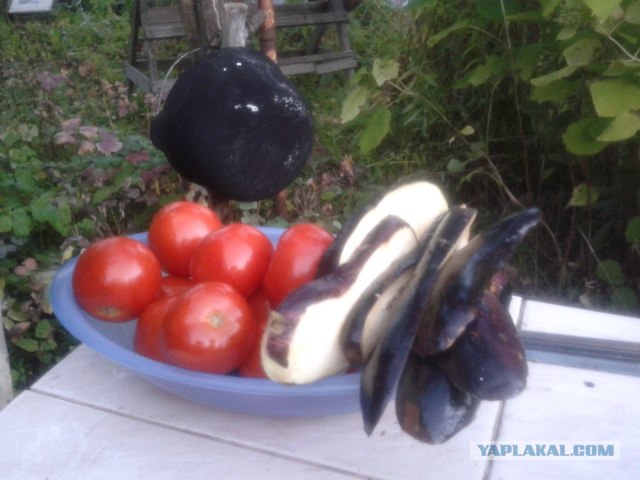 Дача, грибы, мясо, овощи.