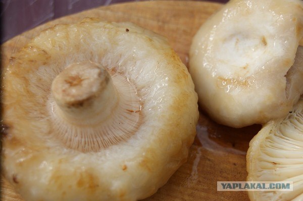 Осень в банках