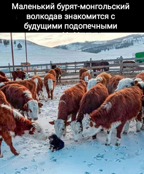 Всяческие картинки 29.12.2021