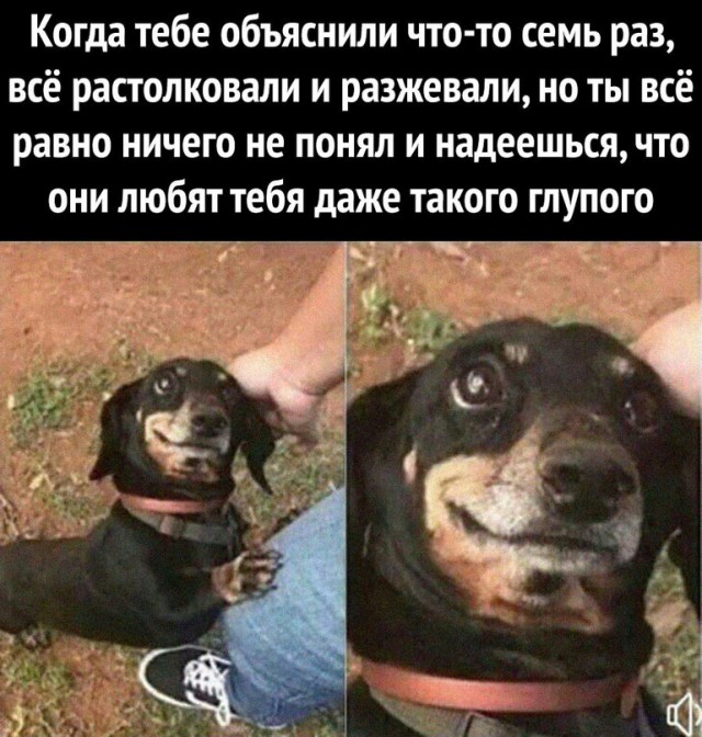 Весёлый полтишок 20.04.22