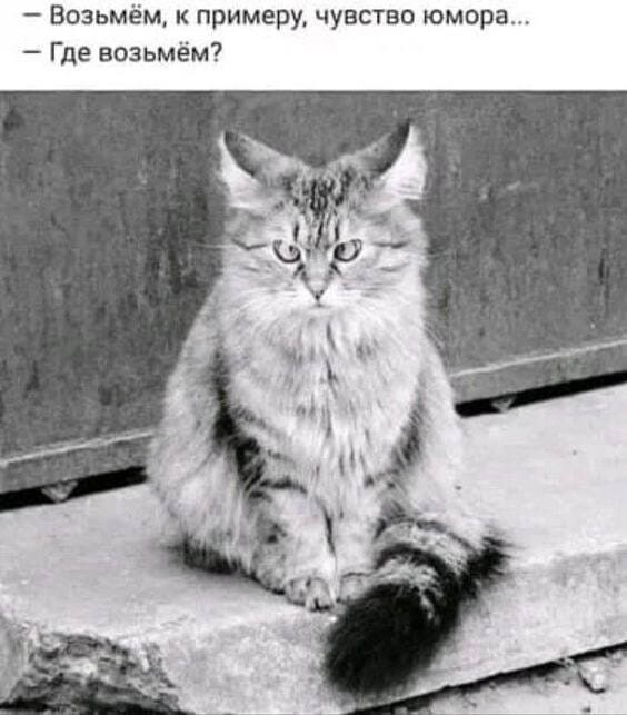 Жизнь домашнего приюта "Котоленд" 373
