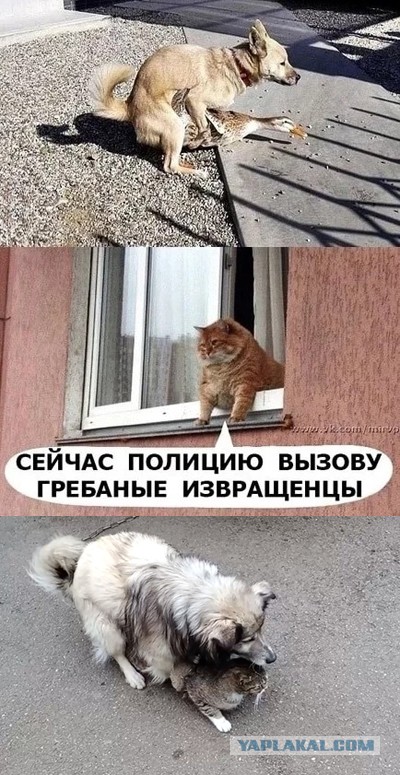 Дичь