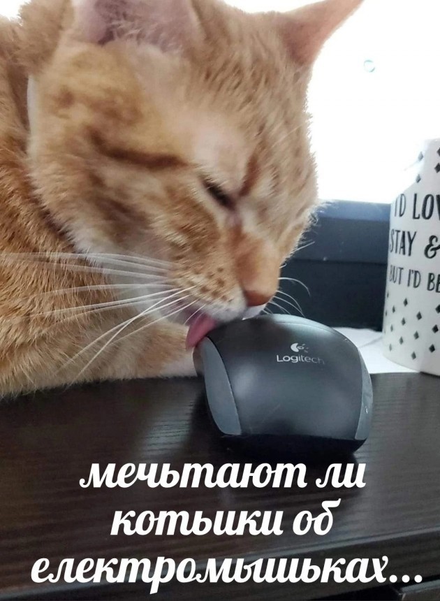 Нуштош 06.07.2023
