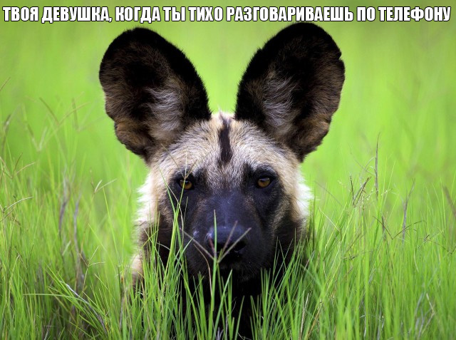 Пятница-жжжж... Баяны-жжжж...