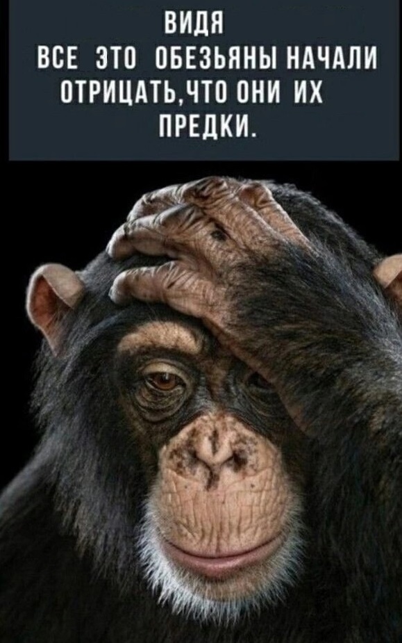 Животные в лифте