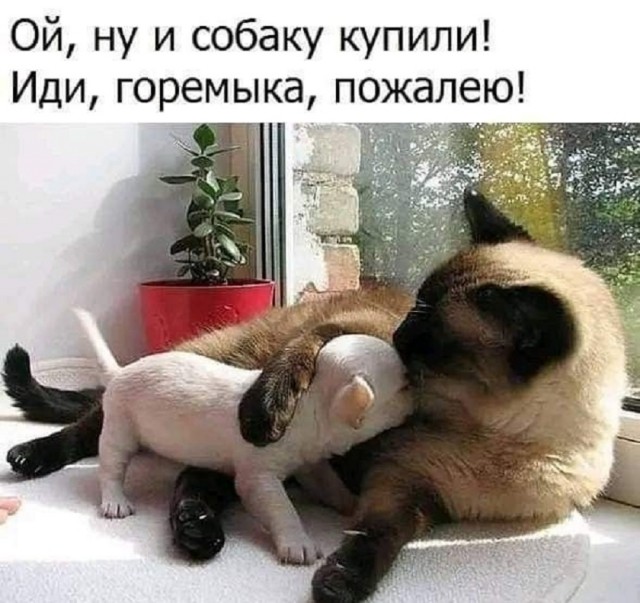 К котовторнику: подборка картинок-баянов с котиками и про котиков. Выпуск 20.