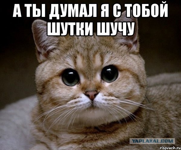 Атака злой кошки