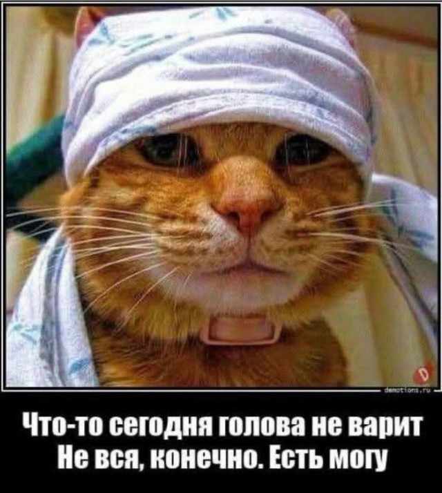 К котовторнику: подборка картинок-баянов с котиками и про котиков. Выпуск 24.