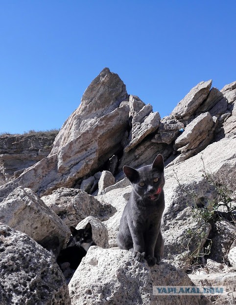 Дворовладелец