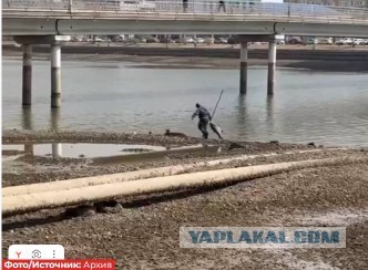 В регионе Балтийского моря распространяется огромная инвазивная рыба