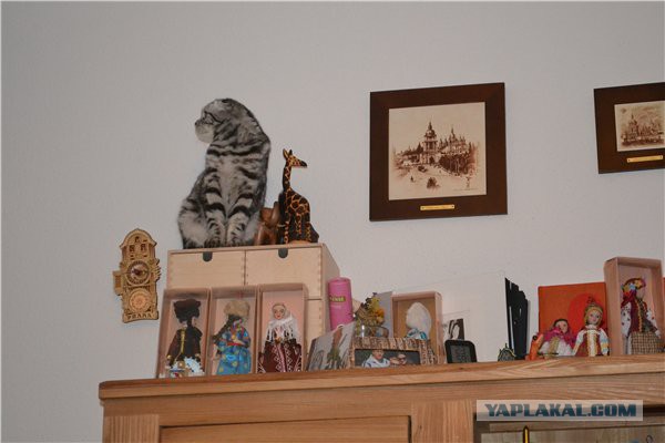 Котовторник  10.12.2013