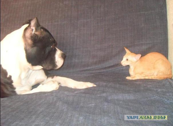 Котовторник 25.02.2014