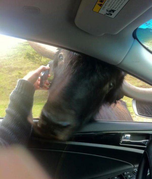 Подборка забавных и курьезных фотографий