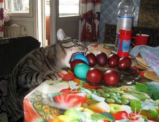 Коты, которых никто не понимает