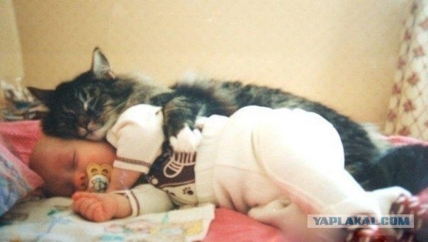Кот спас мальчика от нападения собаки