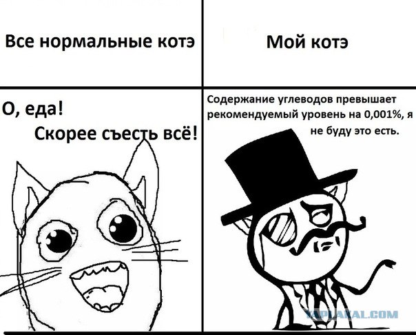 Памятка кота