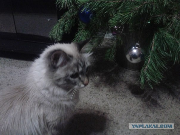 Котовторник 23.12.2014