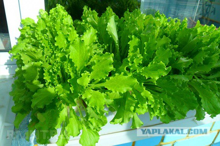 Коллекция урановой посуды