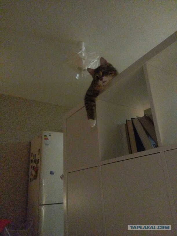 Котовторник