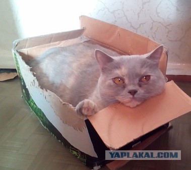 Котовторник 24.03.2015