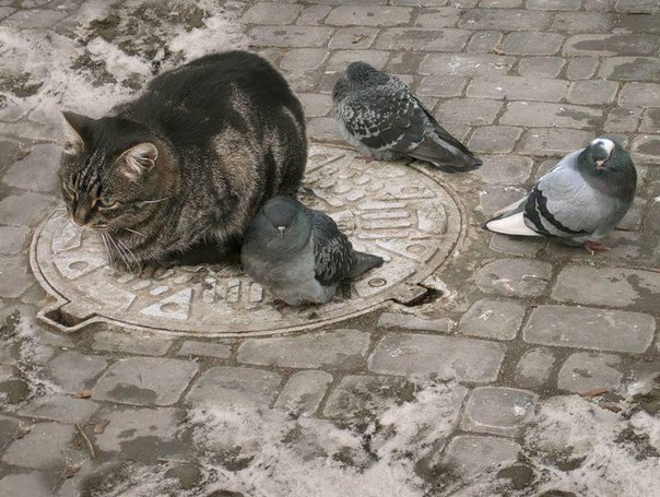 Котовторник 01.12.2015