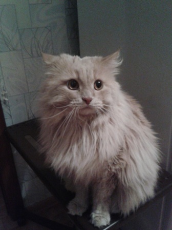 Котовторник 19.01.2016