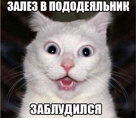 Прикольные животные
