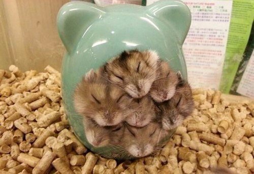 Прикольные животные