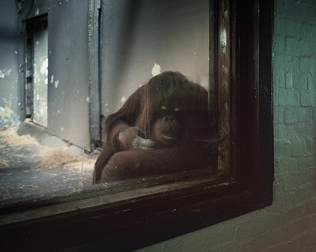 Жизнь зоопарка, грустно (14 фото)
