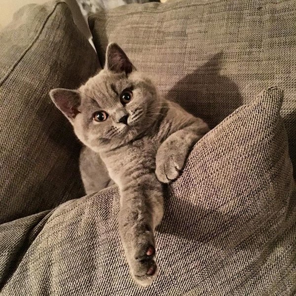 Прикольные животные
