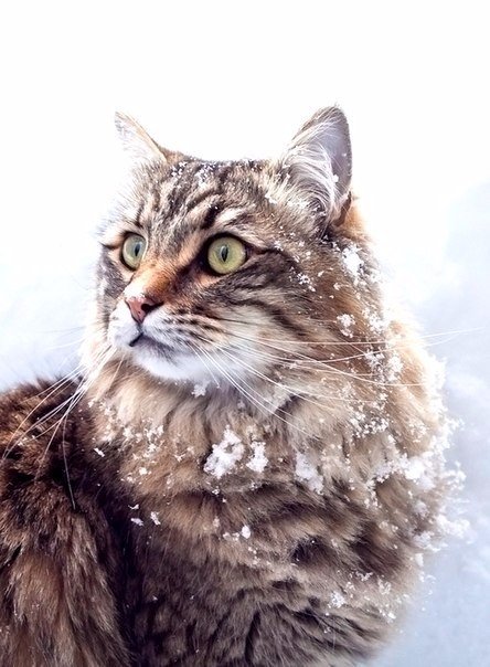 Коты из сети