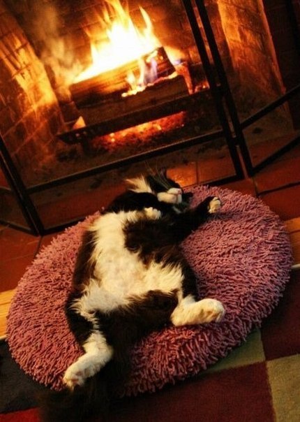Коты из сети