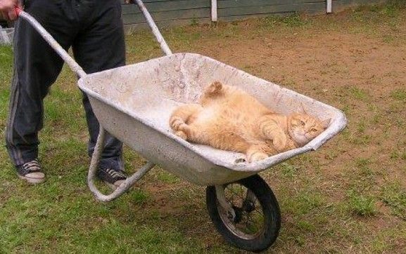 Коты из сети