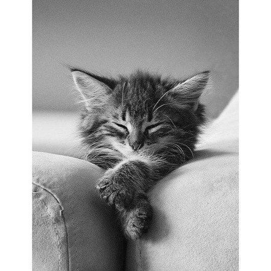 Коты и Кошки