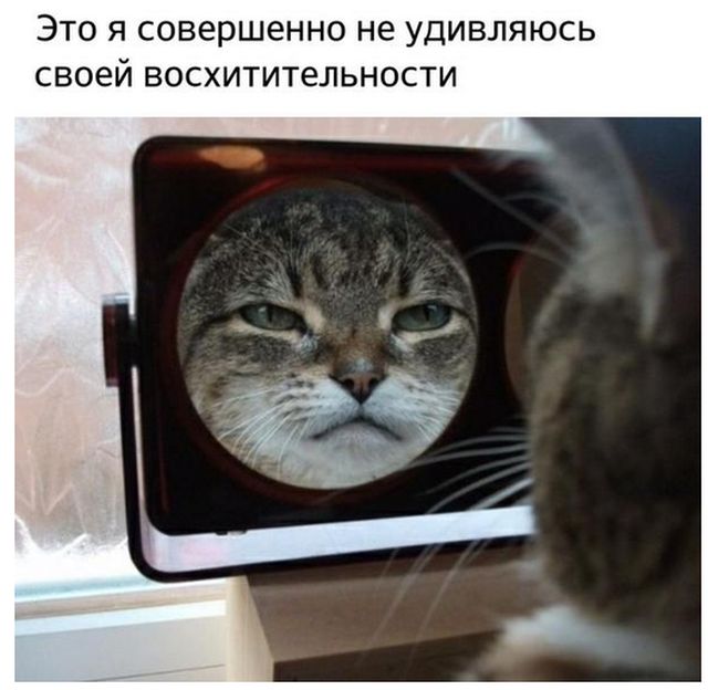 Коты и Кошки