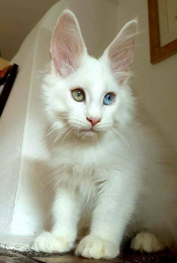 Котовторник 29.5.18