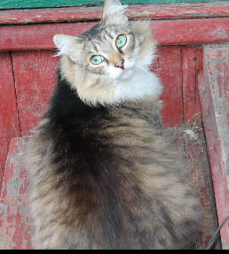 Котовторник 05.06.2018