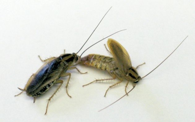 Тараканы - домашние любимцы