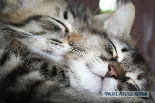 Котовторник на ЯПлакалъ