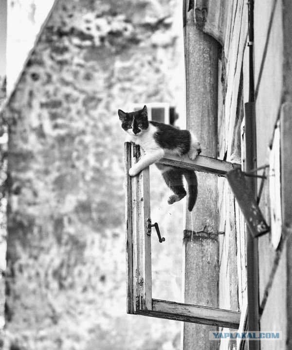 Котовторник на ЯПлакалъ: Кото и кто-то!