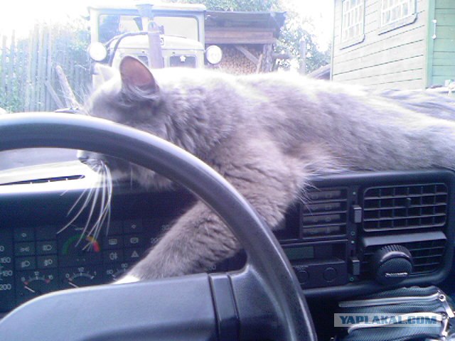 Котовторник 1.02.2011