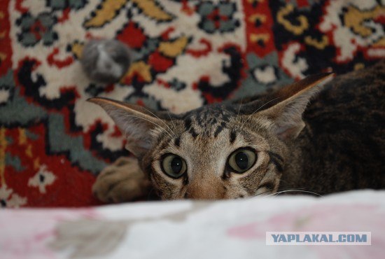 Это у котов-то эмоций не бывает?!
