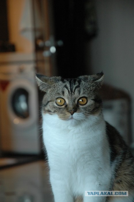 Котовторник в "КотоГетто"