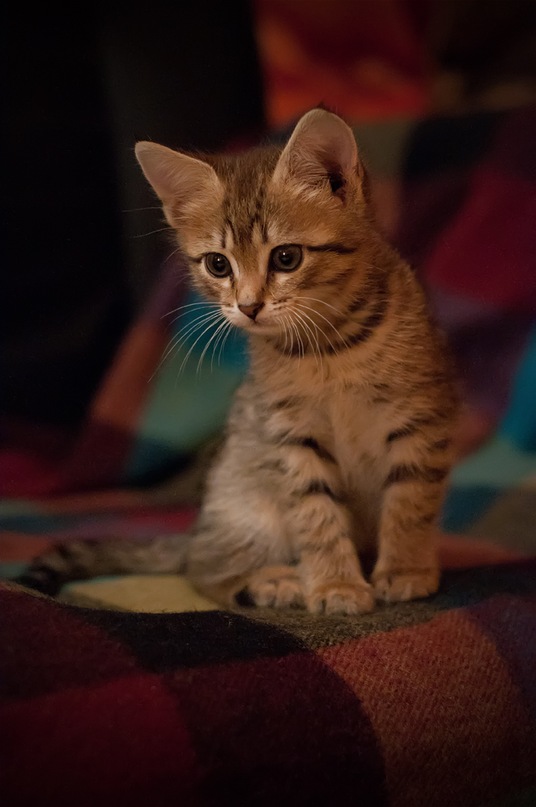 Котовторник (начало в супермаркете!)