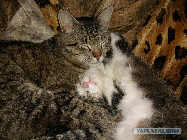 Первый КОТОВТОРНИК 2012
