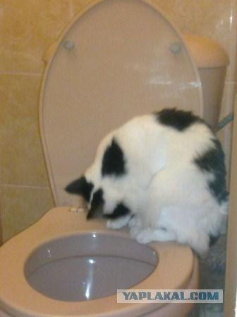 Котовторник 17 января