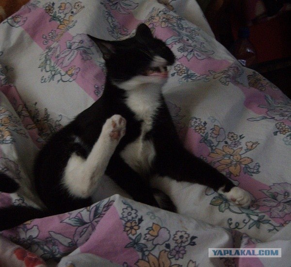 Котовторник (07.02.2012)